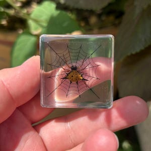 May include: A square clear resin block containing a preserved spiny orb-weaver spider positioned in the center of a black printed spiderweb design. The spider has a yellow abdomen with black spots and prominent dark spines along its edges.