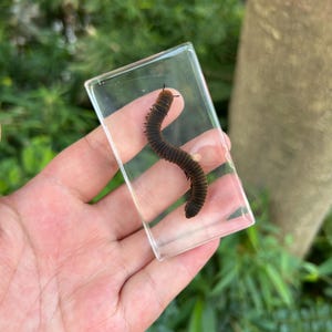 Peut inclure: Un bloc rectangulaire en résine transparente contenant un spécimen de mille-pattes brun foncé préservé. Le mille-pattes est positionné en forme de S incurvé à l'intérieur du matériau transparent, révélant son corps segmenté et ses nombreuses pattes.