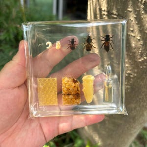 Puede incluir: Un bloque de resina cuadrado y transparente que contiene una muestra biológica de las etapas de desarrollo de la abeja, incluyendo una larva, pupa, abejas adultas, un trozo de panal, una celda de cera y un pequeño frasco de vidrio con miel.