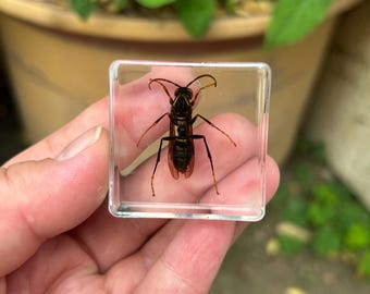 Echte Wespe Harz Insekt Specimen Briefbeschwerer