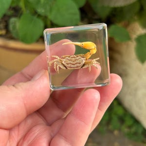 Resin Embedded Crab Specimen Coastal Table Decoration Marine Home Decor 004