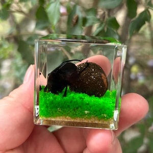 May include: A clear resin cube containing a preserved black beetle positioned next to a dark brown sphere. The base of the cube features a layer of bright green moss-like material resting on a thin layer of light tan sand-like substrate.