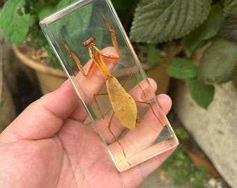 Clear Resin Bidsprinkhaan Specimen Echte Insect Display Onderwijskunde Onderwijsmodel: