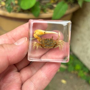 May include: A small crab encased in a clear, square resin block. The crab is brown and tan with a large yellow claw. The resin block is held in a hand, with a blurred background of green foliage.