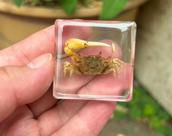 樹脂埋め込みカニ標本　沿岸テーブル装飾　海洋ホームデコレーション 004