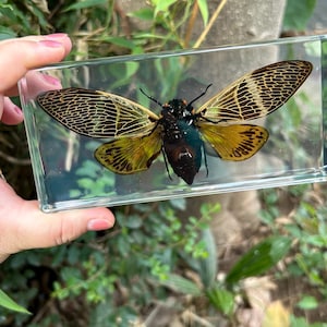 May include: A preserved cicada specimen encased in a clear rectangular resin block. The insect features a dark brown body with iridescent blue highlights and large, translucent wings displaying a detailed black and gold vein pattern.