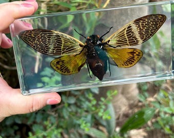Esemplare in resina di vera cicala dagli occhi rossi con ali spiegate, blocco espositivo per insetti, decorazione da scrivania per entomologia, regalo
