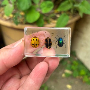 May include: A clear resin block containing three preserved beetles. The beetles are yellow with black spots, black and brown with gold accents, and iridescent blue-green. The block is held in a hand against a blurred green background.