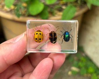 Drei Bunte Käfer Harz Exemplar Wissenschaftliche Lehrmittel