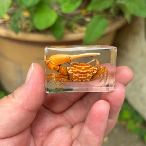 Peut inclure: Un bloc de résine transparent renferme un crabe orange et blanc. La grande pince du crabe est étendue. Le bloc de résine est tenu dans une main, avec un arrière-plan flou de feuillage vert.
