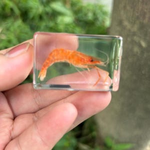 May include: A rectangular clear resin block containing a preserved orange shrimp. The shrimp is positioned horizontally within the transparent material, displaying its natural curved shape, long thin antennae, and delicate legs clearly visible through the smooth surface.