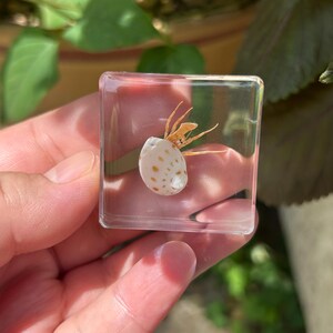 Puede incluir: Un pequeño cangrejo ermitaño con una concha blanca de manchas color canela, conservado dentro de un bloque de resina cuadrado y transparente. Las patas y antenas de color marrón claro son visibles a través del material del objeto.