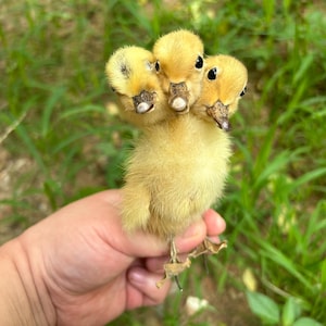 May include: A small, yellow, fluffy duckling with three distinct heads, each featuring dark eyes and a small, light-colored beak. The creature has soft downy feathers and is held in a palm, showcasing its unique multi-headed physical structure.