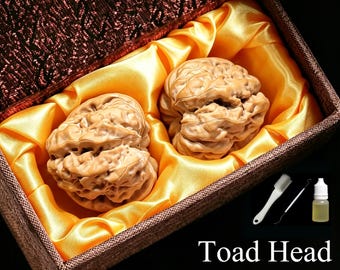 Puede incluir: Dos nueces Wenwan Toad Head de color marrón claro y textura profunda, colocadas en una caja marrón oscuro forrada con tela de satén amarillo brillante. Incluye un cepillo de limpieza blanco, un punzón de metal y un frasco de aceite.