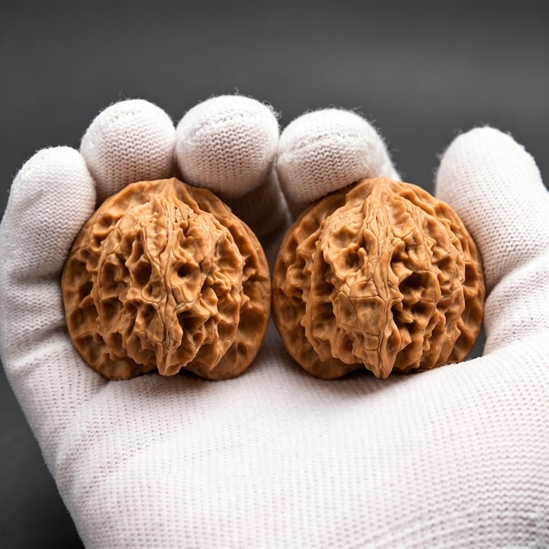 Puede incluir: Dos nueces enteras con c&aacute;scaras de color marr&oacute;n claro profundamente texturizadas. Las nueces tienen un patr&oacute;n de superficie complejo y estriado con surcos profundos y cavidades irregulares. Cada nuez muestra una forma redondeada y sim&eacute;trica.