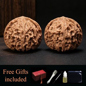 Puede incluir: Dos nueces marrones con una textura profunda y c&aacute;scaras rugosas e intrincadas. Los accesorios incluidos son una peque&ntilde;a caja rectangular roja, un cepillo de cerdas blancas, un punz&oacute;n de metal fino, un frasco de aceite y una bolsa.