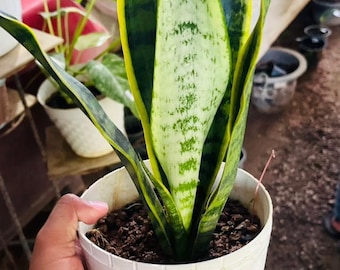 Planta Serpiente Laurentii Planta Viva / Planta de Interior Sansevieria Trifasciata de Fácil Cuidado