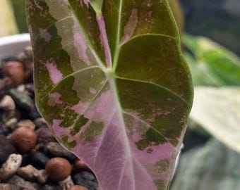 アロカシア ブラックサテンピンクアルボ斑入り | 生きた球根と苗 | 植物検疫証明書 | グレトギ