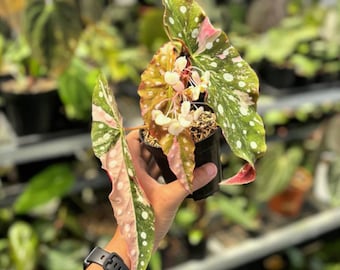 Begonia Maculata Rosa splice levande växt | Sällsynt brokig krukväxt