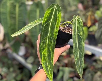 Anthurium Warocqueanum Dunkle Form Bunt | Bewurzelte Stecklinge | Seltene Königin Anthurie | Phytosanitäres Zertifikat | Gretogi