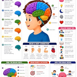 May include: An educational poster titled BRAIN FOR KIDS featuring a central illustration of a child with a colorful, labeled brain diagram. It includes sections on brain parts, body connections, healthy tips, games, and growth facts with icons.