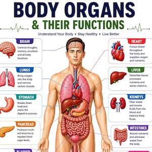 Póster imprimible de los órganos del cuerpo humano / Tabla anatómica para hombres, póster educativo de ciencias, póster para el aula de biología, recurso en PDF para la educación en el hogar.