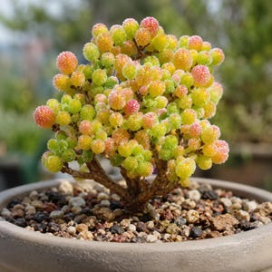 May include: A small succulent plant with rounded, textured leaves in shades of lime green, yellow, and soft pink, covered in fine crystalline particles. The plant is rooted in a round, light-coloured ceramic pot filled with dark, coarse gravel.