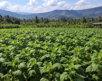 Grow Your Own Yacon, High Yield Sweet Root Crop, Rare Edible Plant, Organic Garden Favorite