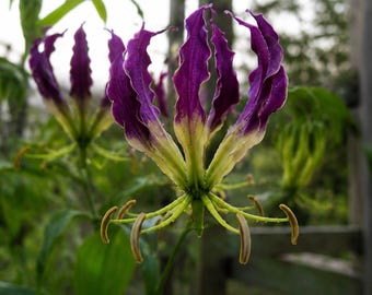 Live Gloriosa-lelieknollen, paarse vlamleliewijnstok, exotische klimtuinbloem*(Voor ALLE planten moet je 2 planten kopen)*