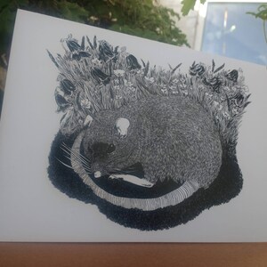 Illustrato biglietto d'auguri - 'Il ratto Napping'.
