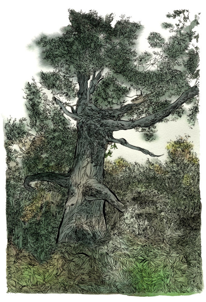 Illustration print of Sherwood forest, Nottinghamshire, UK. image 1