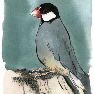 Może przedstawiać: Akwarela przedstawiająca małego, szarego ptaka z czarną głową i czerwonym dziobem. Ptak siedzi na gałęzi ze złożonymi skrzydłami.