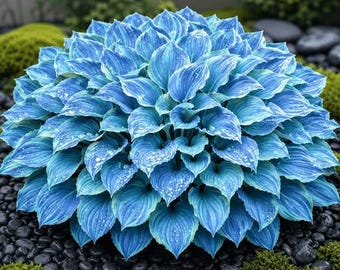 200+ Hosta Seeds Rare Perennial Shade Garden Plants