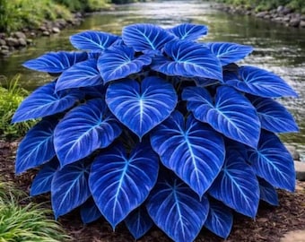 200+ Hosta Seeds | Shade Loving Perennial Garden Plants