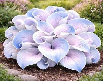 200+ Hosta Seeds | Shade Loving Perennial Garden Plants