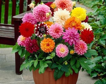 14 Zinnia Like Perennials | Colorful Garden Flower Guide