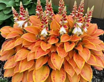 200+ Hosta Seeds | Shade Loving Perennial Garden Plants