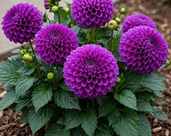 Dahlia Seeds | Dahlia Variabilis Dandy Flower Seeds for Garden Planting
