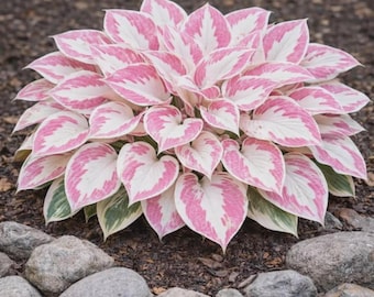 200+ Hosta Seeds | Shade Loving Perennial Garden Plants
