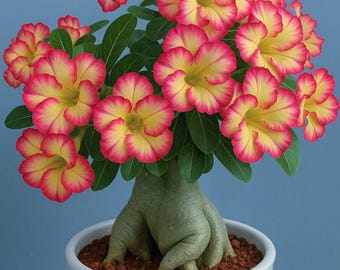 Desert Rose Adenium Obesum Seeds, Exotic Flower Plant Seeds for Garden