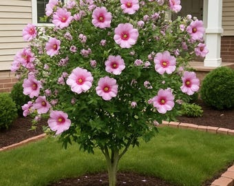 Hibiskussamen | Riesige winterharte mehrjährige Blumensamen für Gartenbordüren