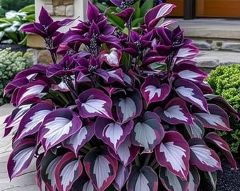 200+ Hosta Seeds | Shade Loving Perennial Garden Plants