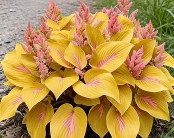 200+ Hosta Seeds | Heart Shaped Shade Perennial Plants