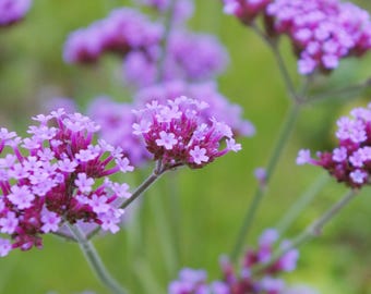 Verbena Purpletop Flower Seeds, Beautiful Indoor Outdoor Garden Flower Plant