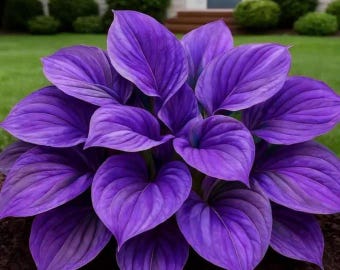 200+ Hosta Seeds Rare Perennial Shade Garden Plants