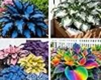 200+ Mixed Hosta Seeds Heirloom Non GMO Perennial Seeds