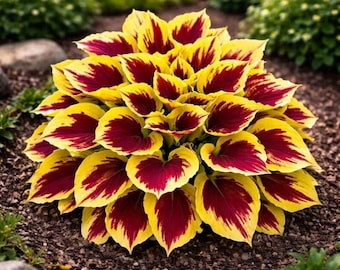 200+ Red & Yellow Hosta Seeds – Rare Shade Loving Perennial Plants