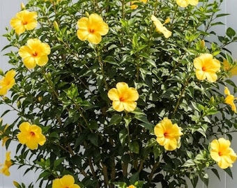Hibiskussamen | Riesige winterharte mehrjährige Blumensamen für Gartenbordüren