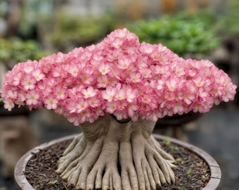 Desert Rose Adenium Obesum Samen, exotische Blumen Pflanzensamen für Garten