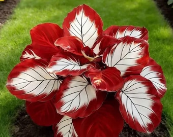200+ Red White Hosta Seeds Rare Perennial Shade Garden Plants